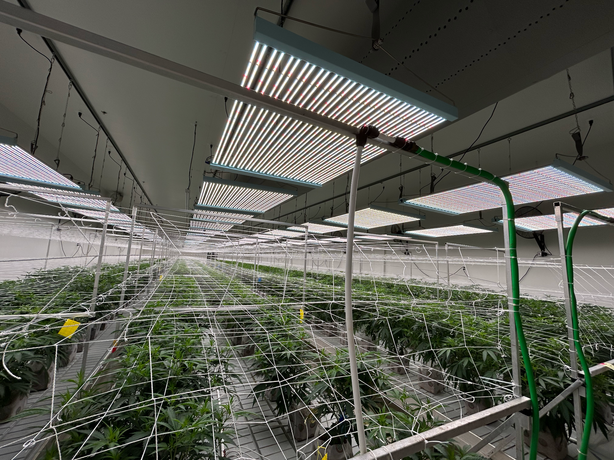THE ENERGY EFFICIENCY BOOM IN CANNABIS